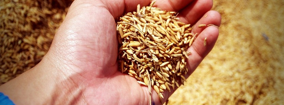 معرفی بذر تراریخته