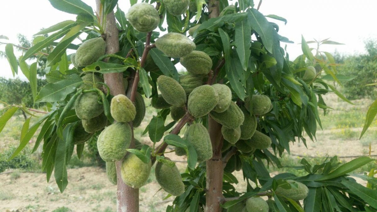 پرسود ترین نهال