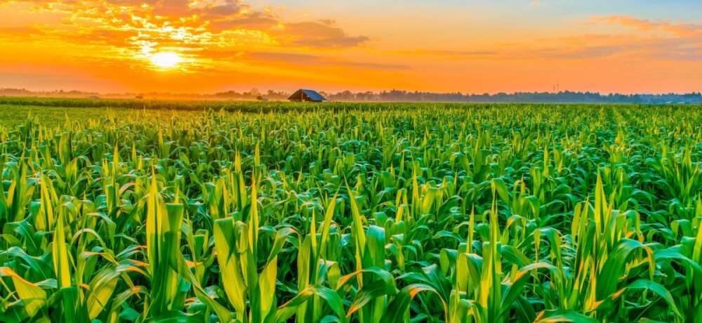 بذر ذرت جوین