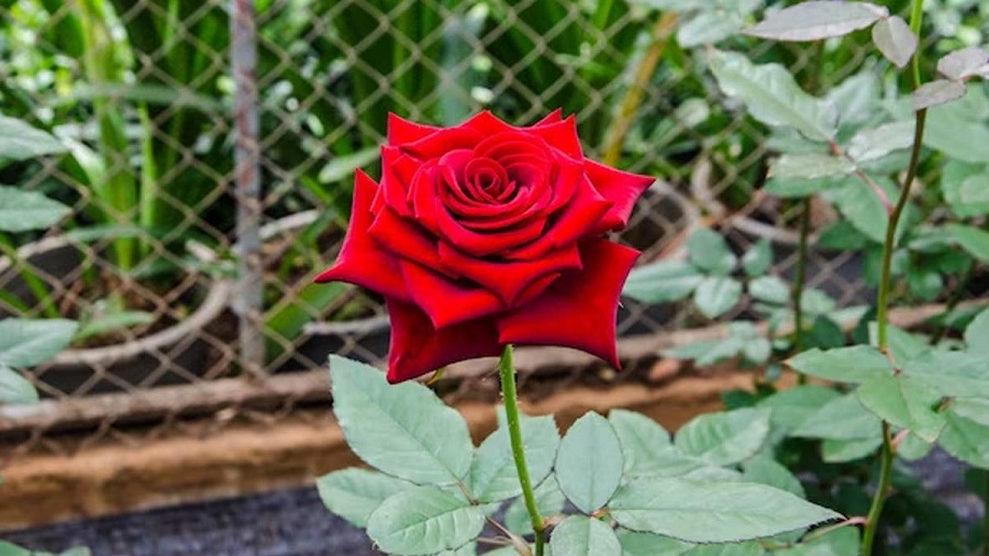 آموزش نحوه کوددهی به گل رز