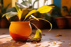 5 علت پژمرده شدن گلهای اپارتمانی + راه حل