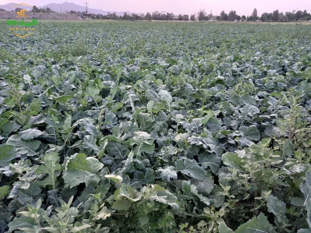 بذر کلزا کود سبز 25 کیلویی (کشت نیمه دوم زمستان)