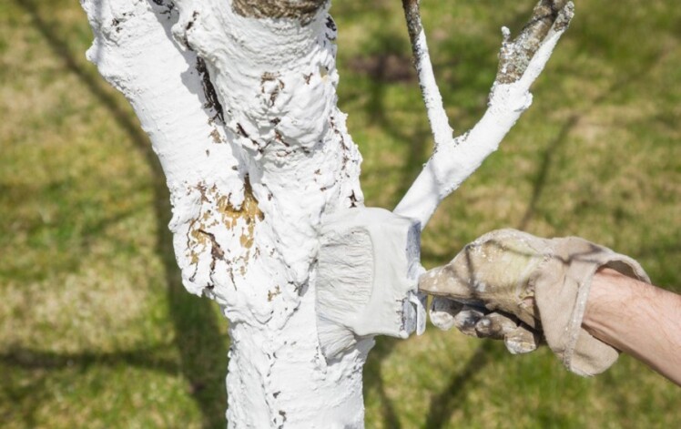 علت رنگ کردن تنه درخت + زمان و فواید آن