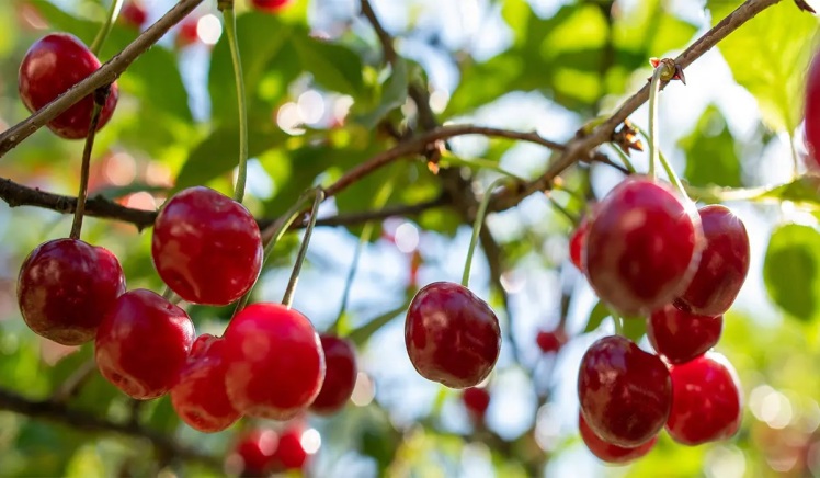 خرید آلبالو مجاری بوترمو