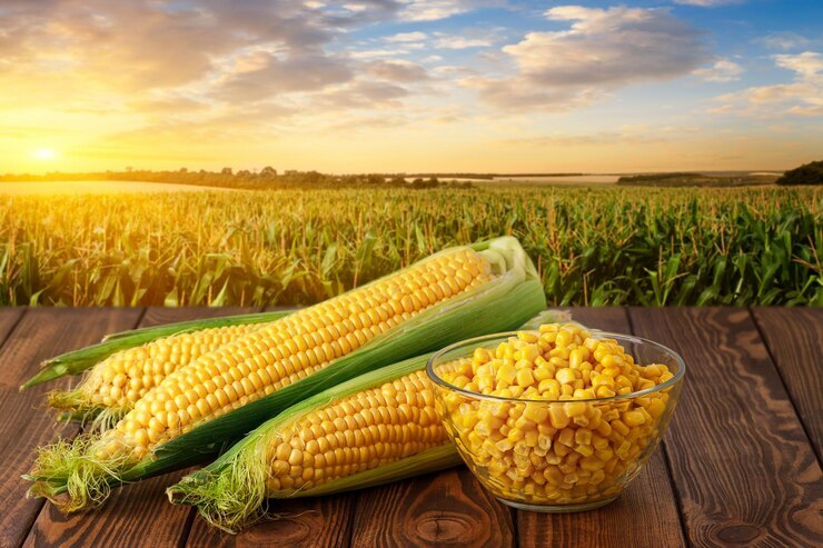 بهترین ارقام بذر ذرت با مناسب ترین قیمت