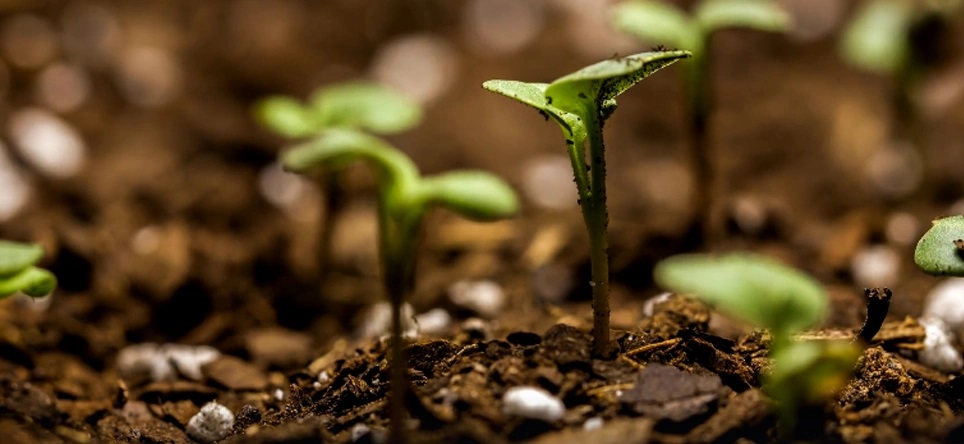 فواید جلبک دریایی برای گیاه