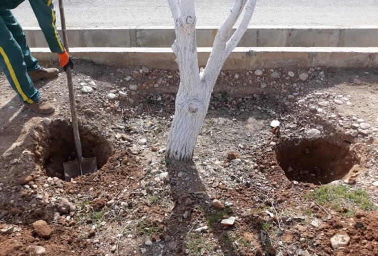 چالکود چیست و بهترین زمان چالکود درختان