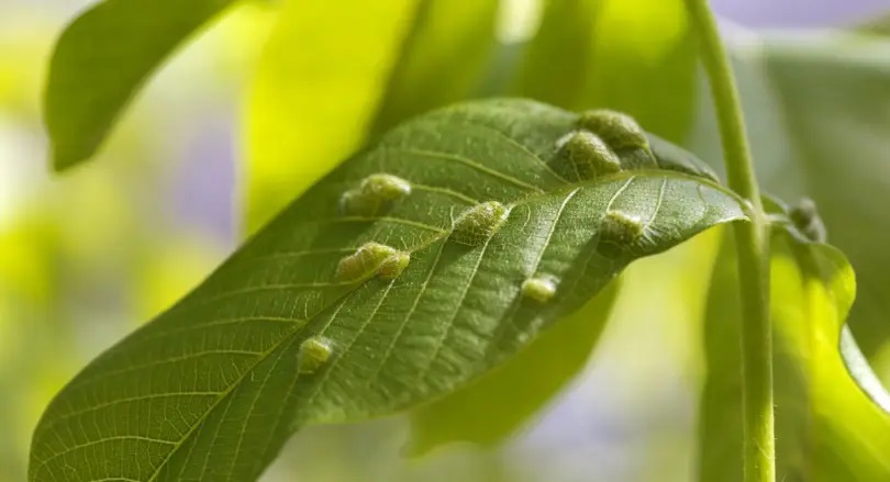 عوارض کود بیش از حد