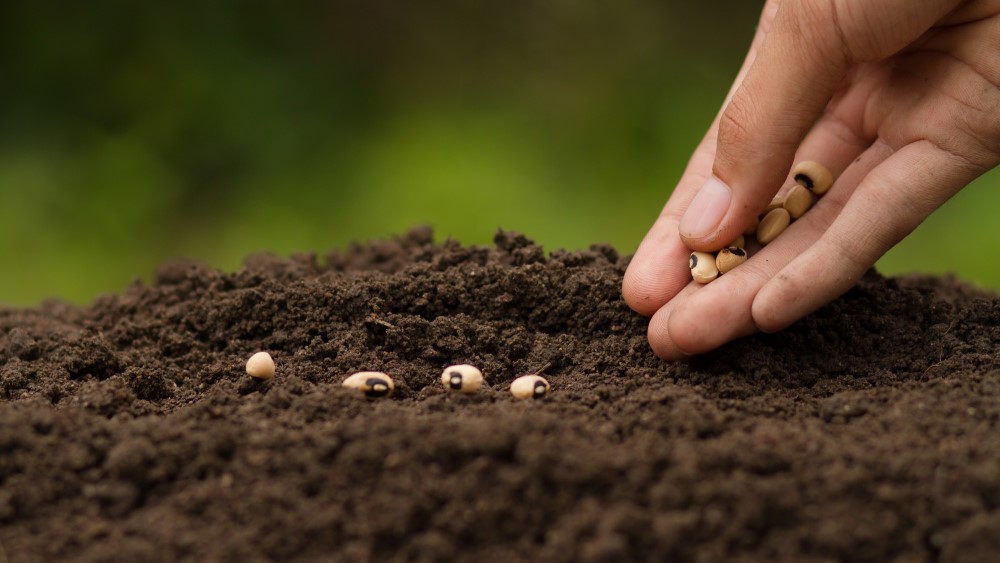 تفاوت بذر دانه ای و بذر علوفه ای