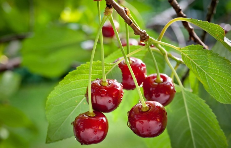 نحوه کاشت نهال آلبالو + مراحل و زمان مناسب!