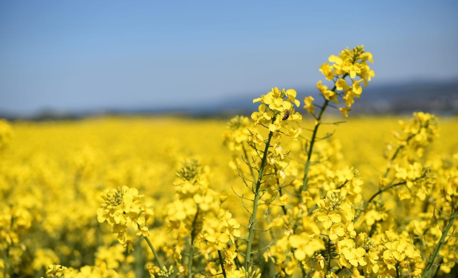 درآمد کاشت کلزا 