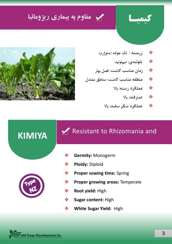 بذر چغندر قند رقم کیمیا