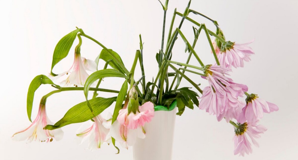 دلیل پژمرده شدن گلهای اپارتمانی