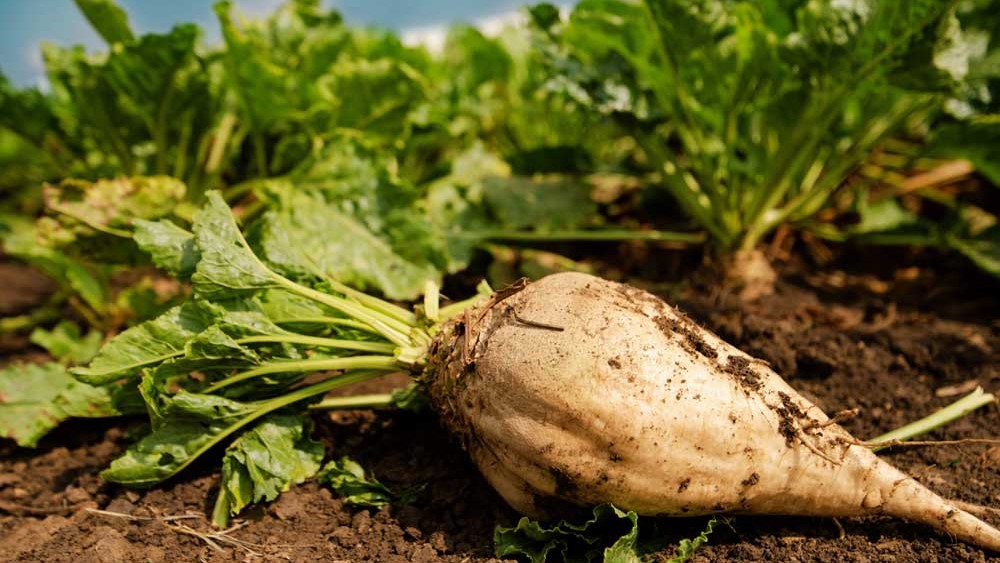 بهترین کود برای رشد چغندر قند