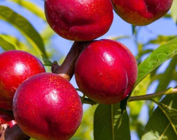  نهال شلیل کیوتا 