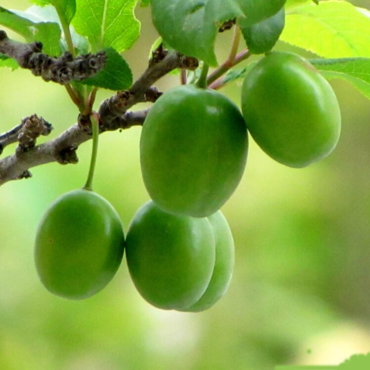 خرید نهال گوجه سبز مشهد
