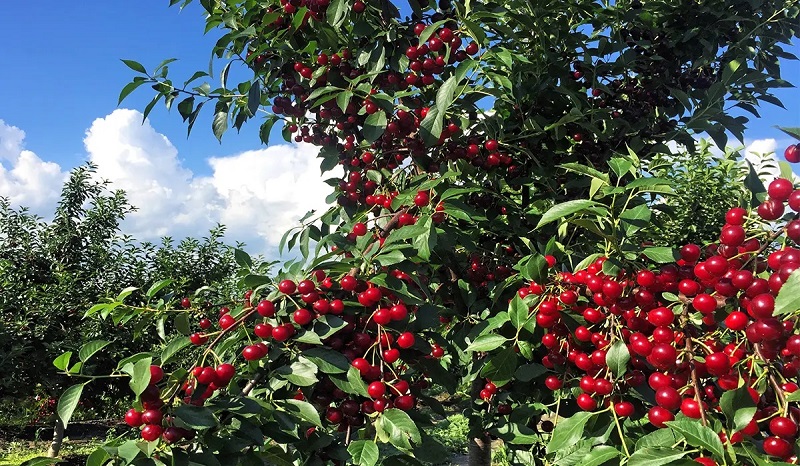 مراحل کاشت آلبالو