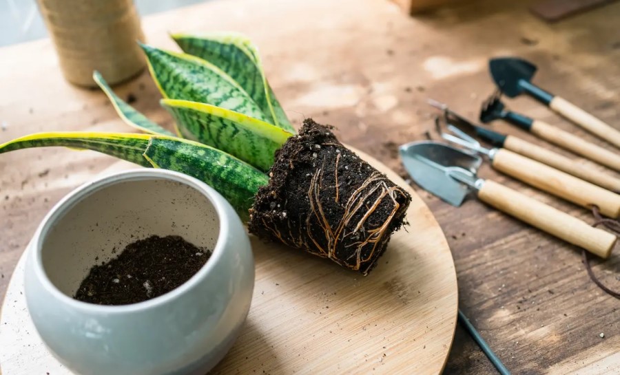 زمان مناسب برای تعویض خاک گدان