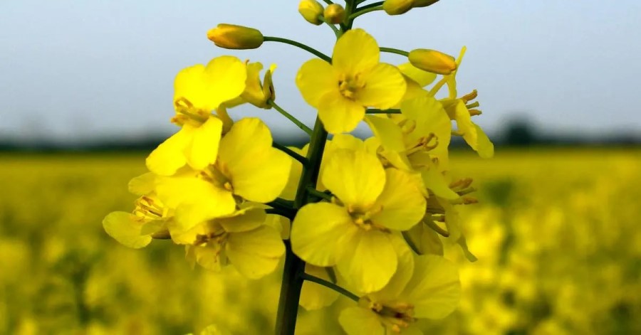 پیشگیری از آسیب و بیماری بذر کلزا