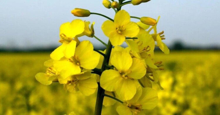 روش‌های پیشگیری از آسیب و بیماری بذر کلزا