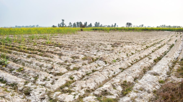راه های کاهش شوری خاک زمین کشاورزی