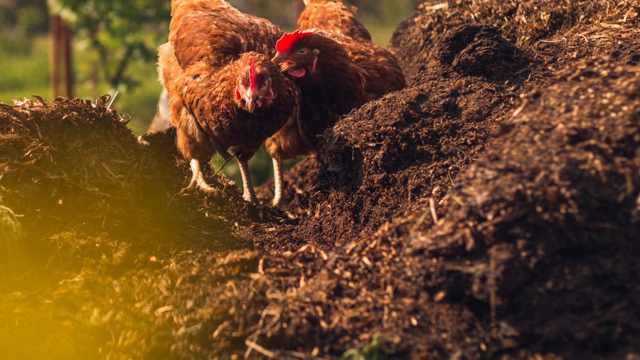 نحوه مصرف کود مرغی