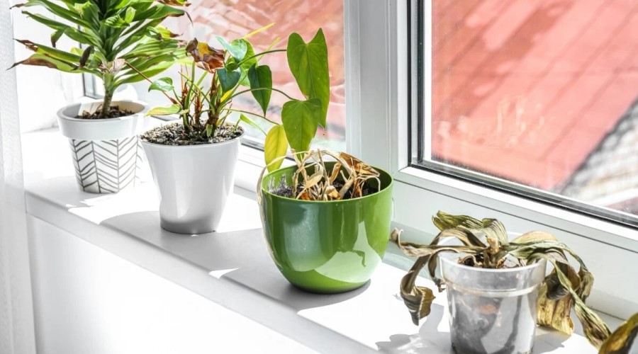 کمبود نیتروژن در گیاه 