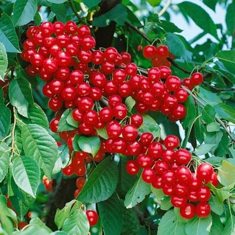 خرید نهال آلبالو