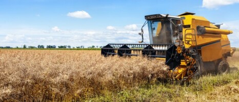 زمان و فصل برداشت کلزا و نکات آن