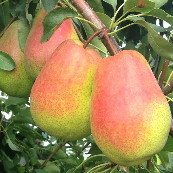 خرید نهال گلابی درگزی در مشهد