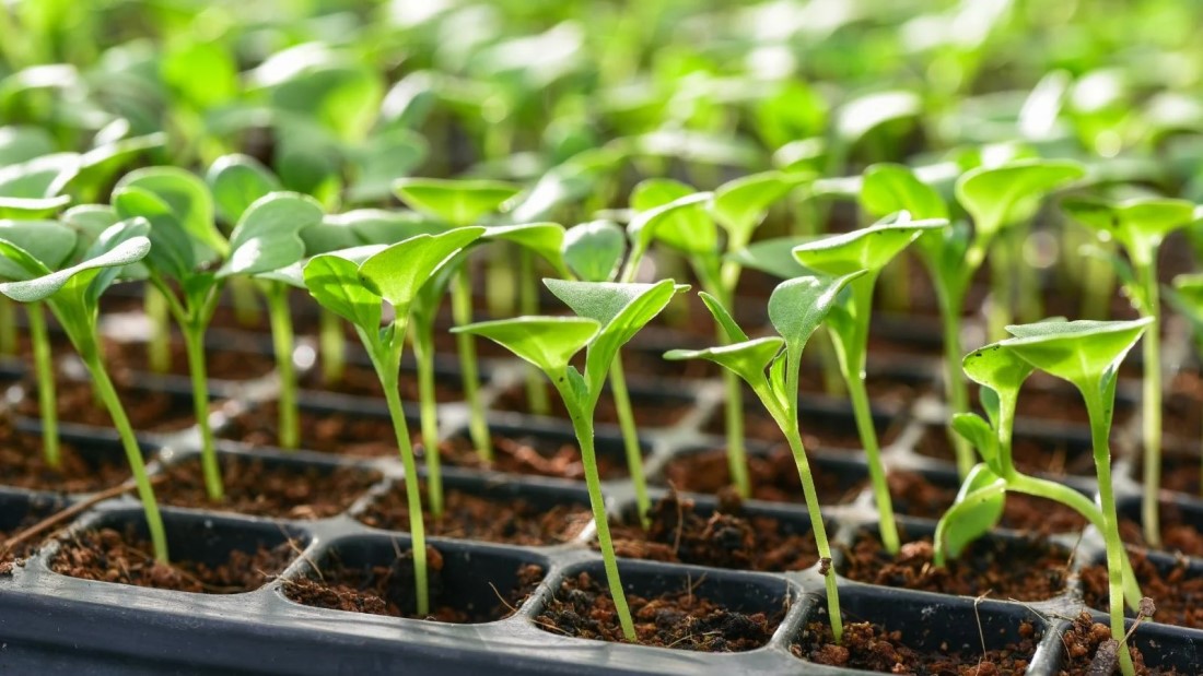 دلیل خشک شدن نهال تازه کاشته شده