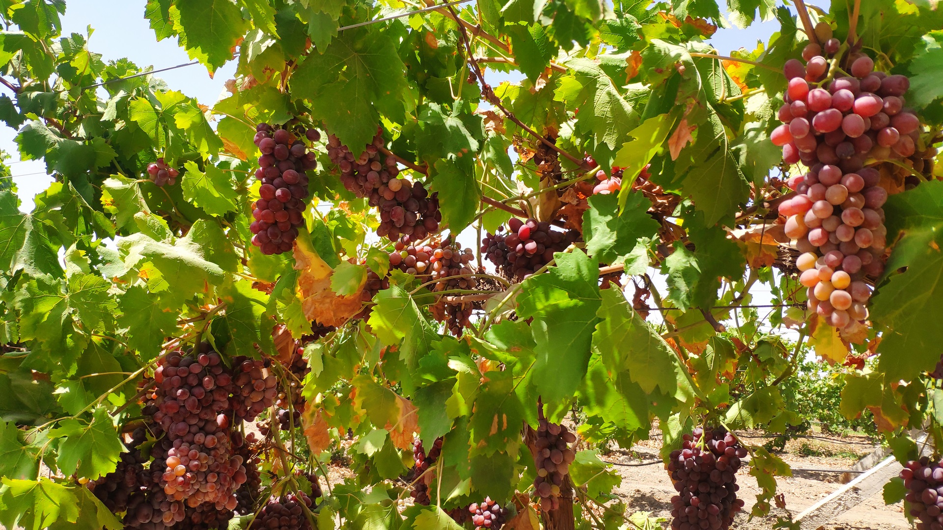 بهترین کود برای درخت انگور