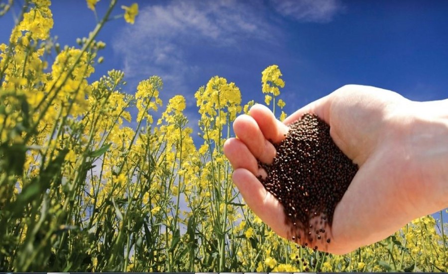 بهترین بذر کلزا 