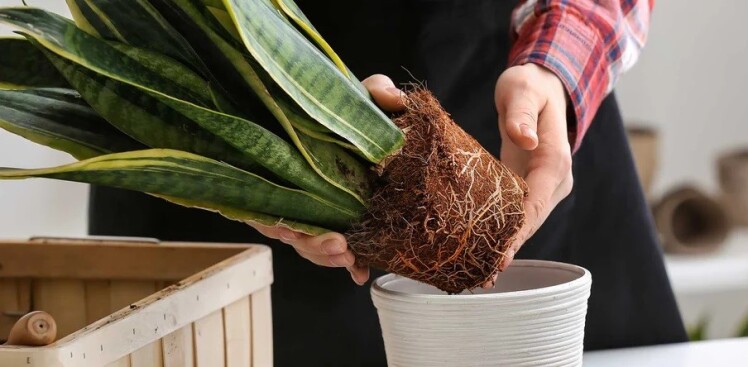 آموزش عوض کردن خاک گدان و زمان مناسب آن