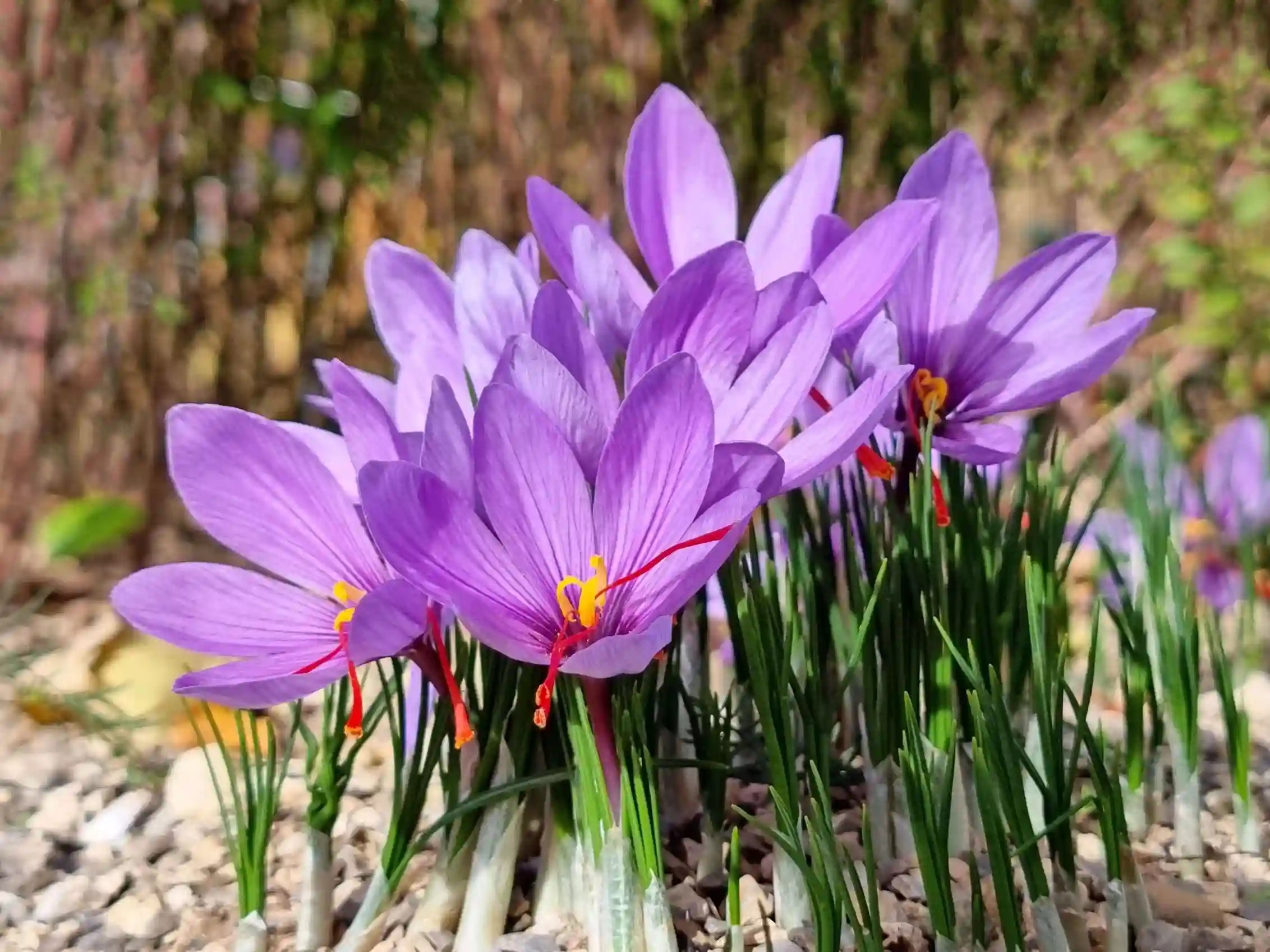 خاک مناسب برای کاشت زعفران