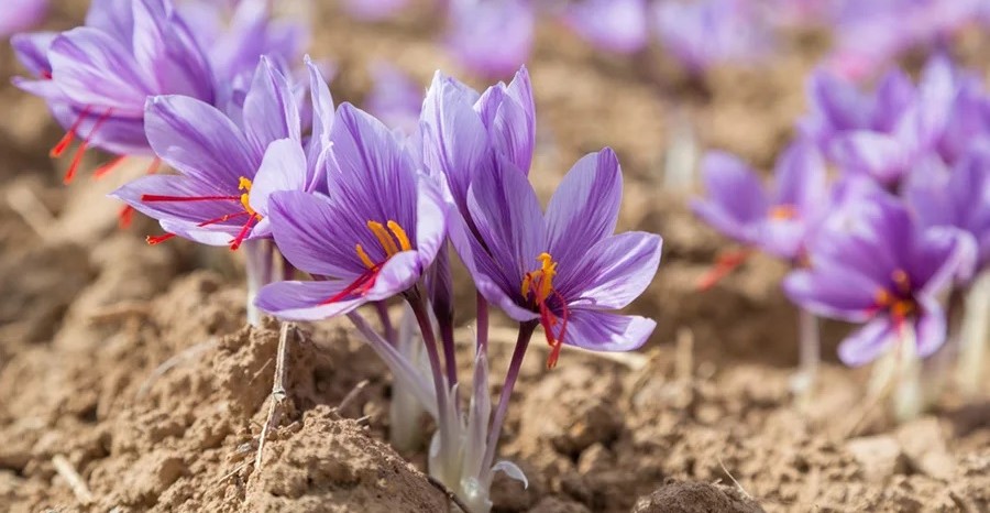 کاشت زعفران