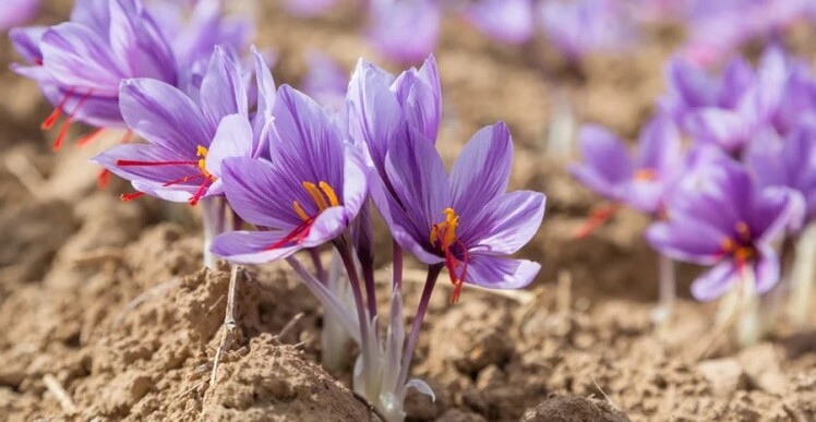 صفر تا 100 کاشت زعفران و زمان مناسب آن