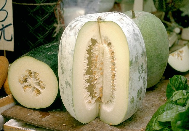 خربزه زمستانی