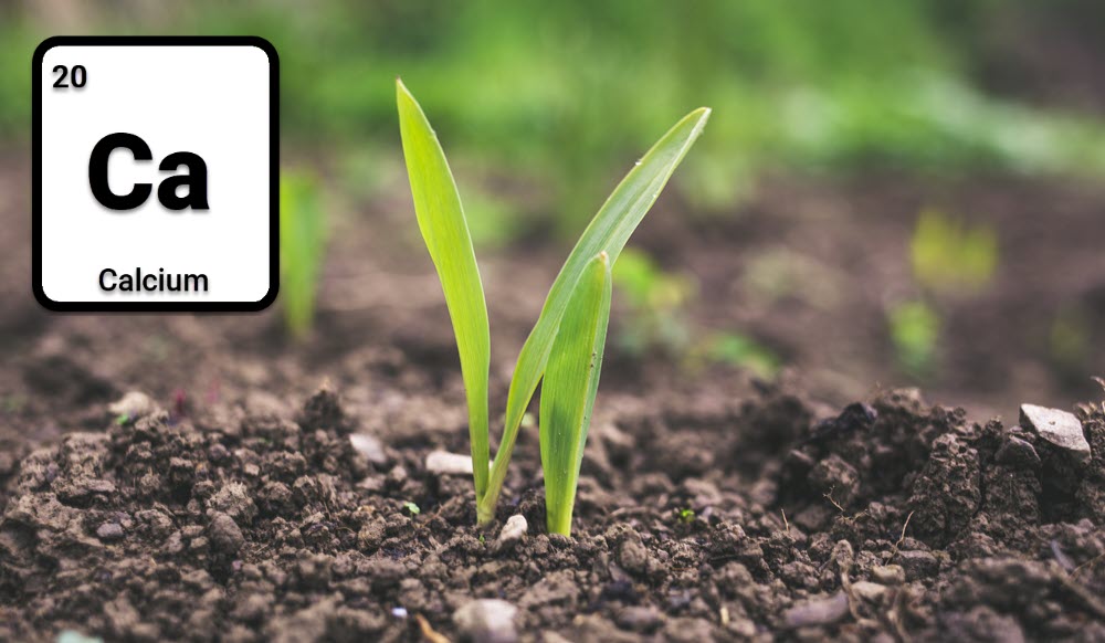 فواید کلسیم برای گیاه