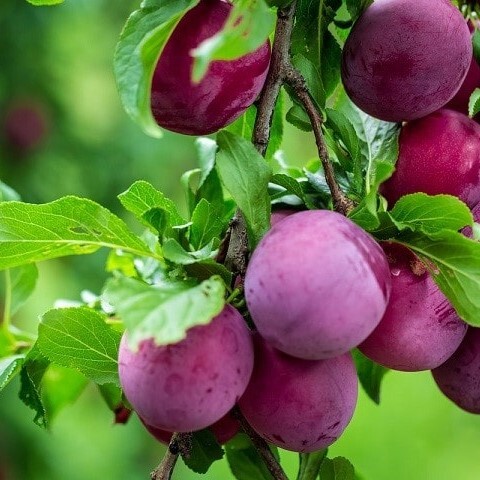  خرید نهال آلو در مشهد و خراسان 