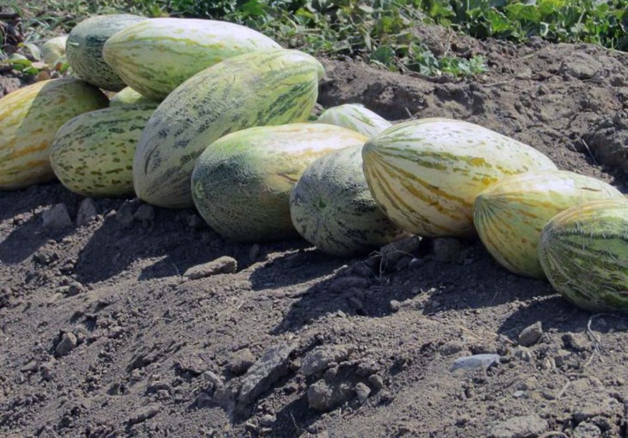 کود مناسب خربزه