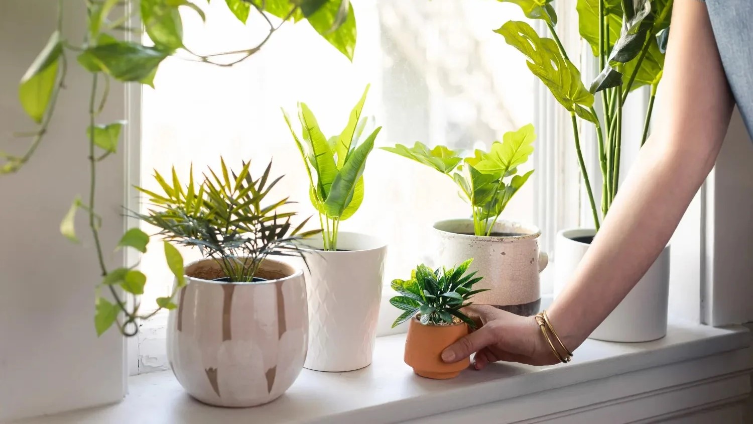 توقف رشد گیاه آپارتمانی