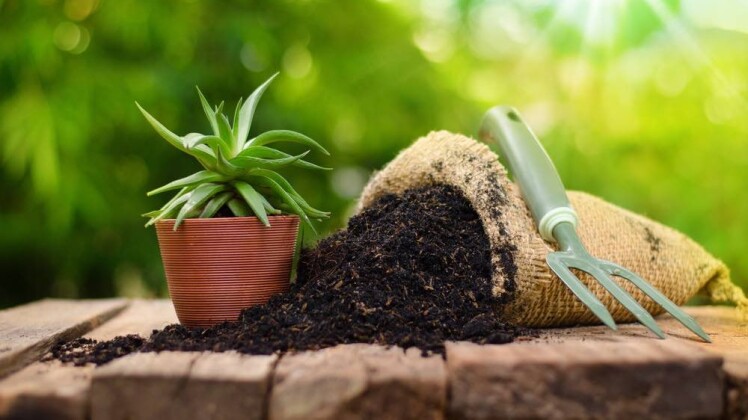 کود آلی چیست + خواص ، معایب و نحوه استفاده