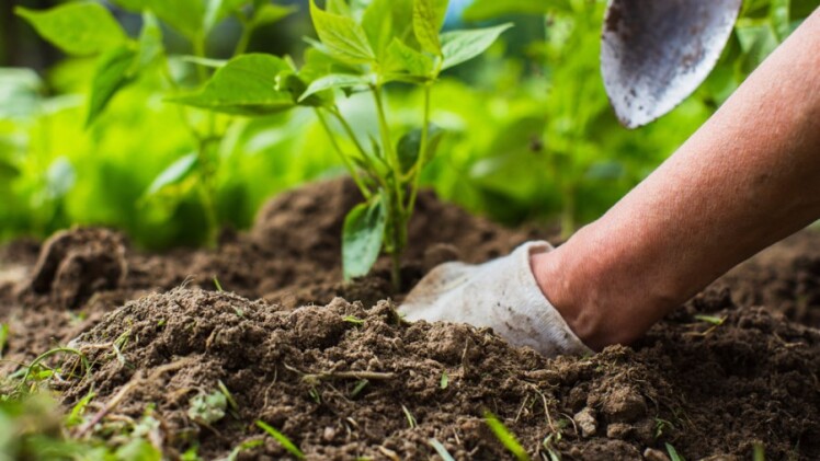 صفر تا صد کاشت بذر سبزی و نکات مهم آن