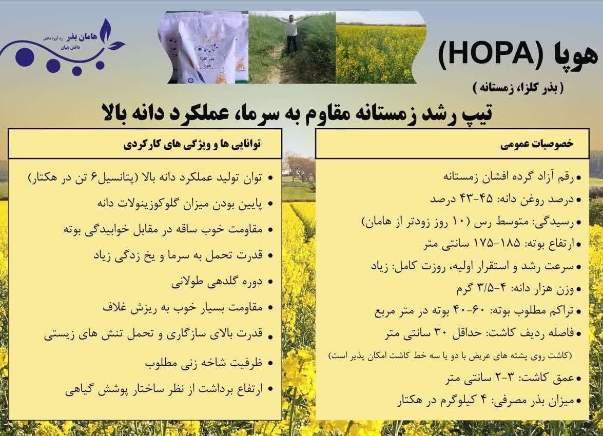  خرید بذر کلزا رقم هوپا 