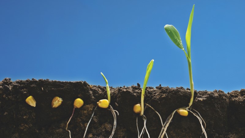 منظور از بذر هیبرید چیست؟