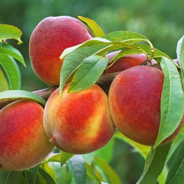 خرید نهال هلو