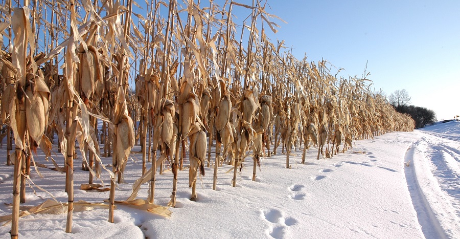 کاشت ذرت در زمستان