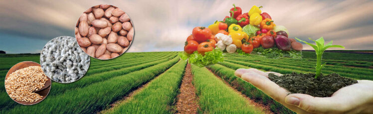 در اردیبهشت ماه چه بکاریم؟ معرفی بهترین بذرها