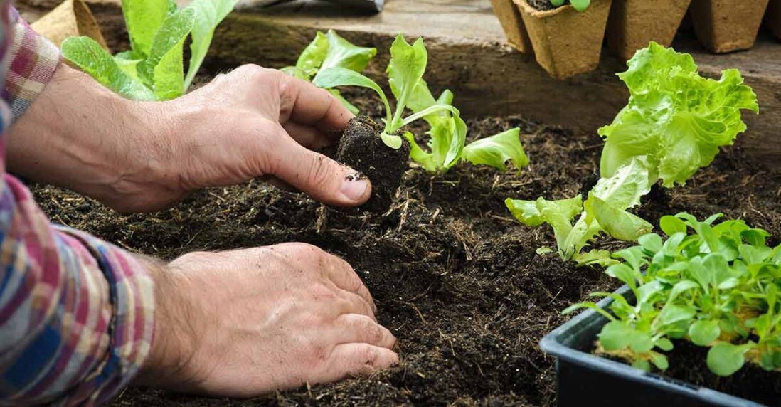 خرید بذر سبزیجات